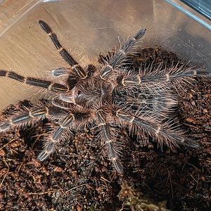 Male G. pulchripes sling