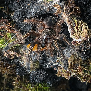 Ephebopus murinus sling