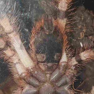 3.75" Poecilotheria Formosa