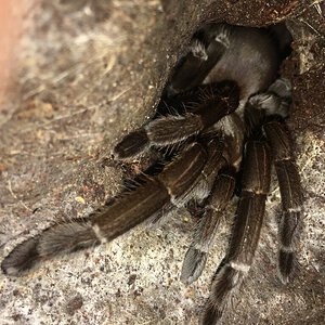 IMG_1415 hirsutus.JPG