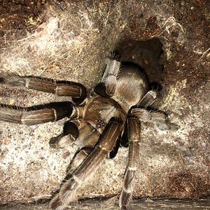 IMG_1413 hirsutus.JPG