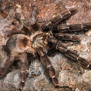 Psalmopoeus reduncus