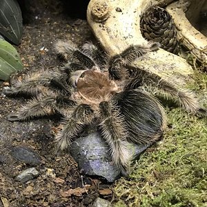 T. Albopilosus ???
