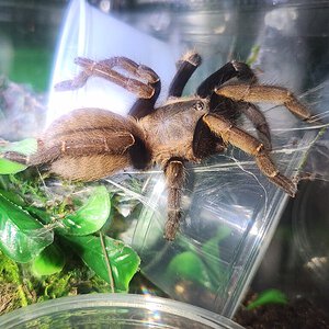 Ornithoctonus aureotibialis