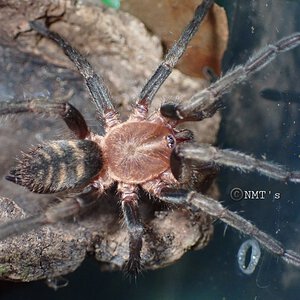 0.1 Acanthogonatus pissii - 2.5" DLS