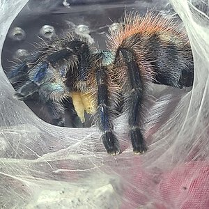 C. Versicolor juvie with worms