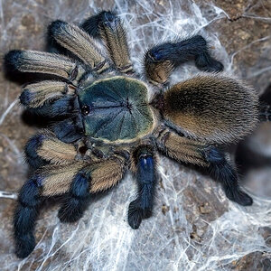 Monocentropus balfouri