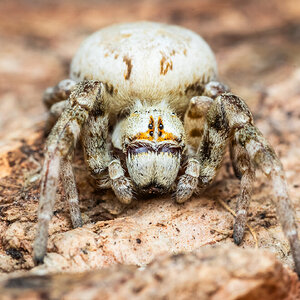 Stegodyphus dufouri