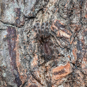 Poecilotheria subfusca "lowland"