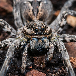 Lycosa tarantula