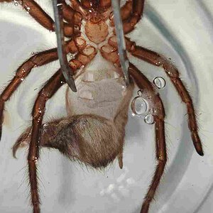 2.75" Lasiodora Parahybana Molt
