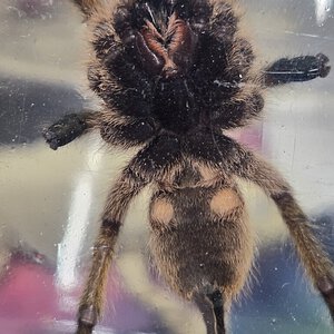 H. Pulchripes 3"
