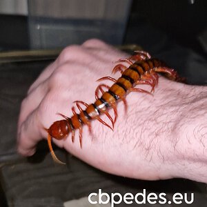 Scolopendra dehaani cherry red on my hand
