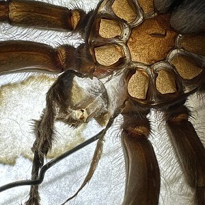 Hederoscodra Maculata