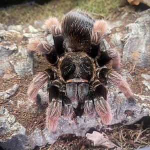 Brachypelma klaasi