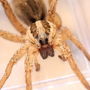 Hogna radiata from Turkey