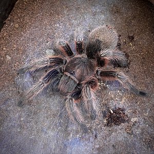 Grammostola rosea ‘RCF’