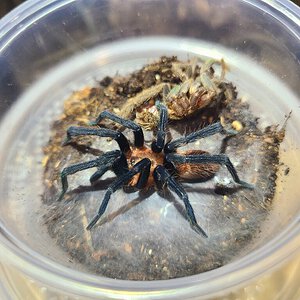 H. Longipes mature male