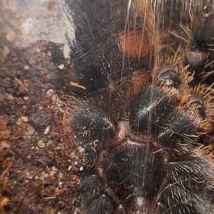 Cyriopagopus sp Purple Zebra Sexing