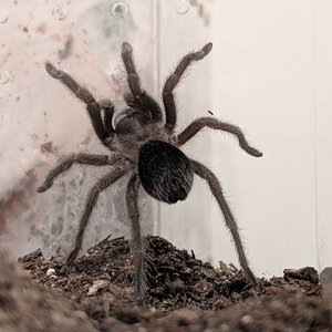 G. pulchra juvi