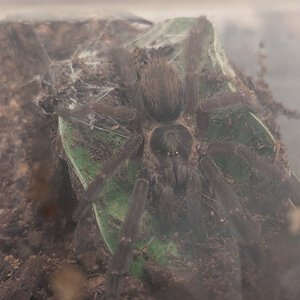 Chillin' on the leaf