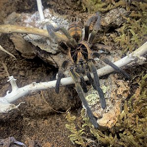 Neoholothele fasciaaurinigra