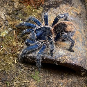 Thrixopelma cyaneolum