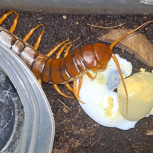 Scolopendra dehaani