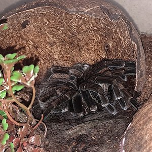 Pamphobeteus sp. 'mascara'