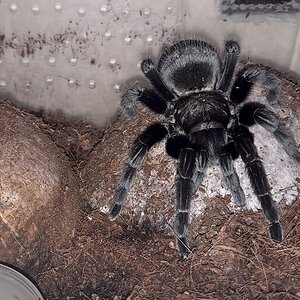 Tliltocatl schroederi