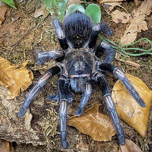 Lasiodorides polycuspulatus