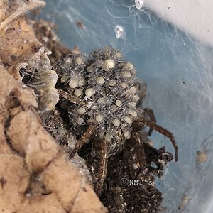 0.1 Tigrosa sp. & Babies
