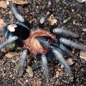 0.1 Cyriocosmus elegans - 0.875" DLS