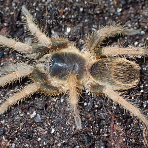 0.1 Cymbiapophysa sp. Guayas - 2" DLS