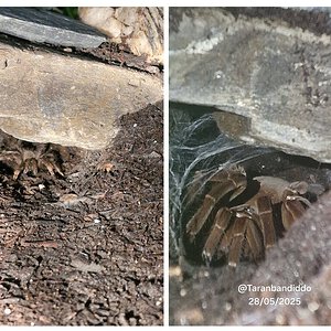 T.Stirmi ♀️