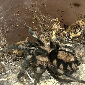 0.1 Cyriocosmus ritae