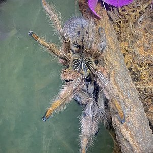 Augacephalus junodi