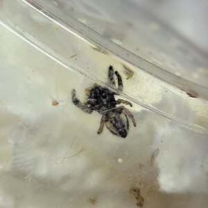 P. audax limb regeneration after molting
