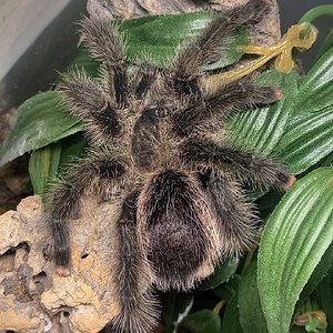 Avicularia sp. "Pucallpa"