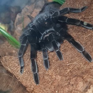 🖤