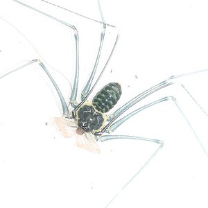 Heterophrynus longicornis young