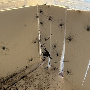Heterophrynus longicornis 0.1.25