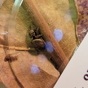 Female Habronattus oregonensis