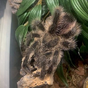 Avicularia sp. "Pucallpa"