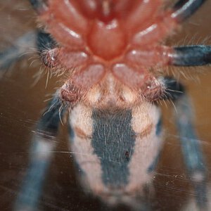 1.25" Cyriocosmus ritae