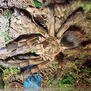 Phormictopus auratus