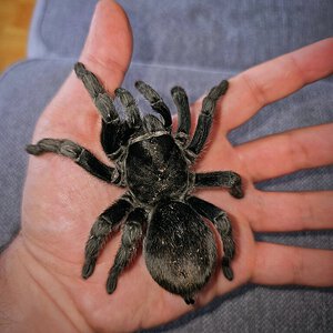 G pulchra female