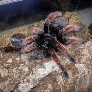 Brachypelma klaasi