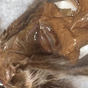 T. Albo molt sexing