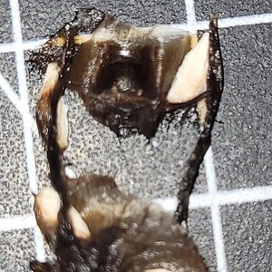 G.pulchra Sold as male.is this female?